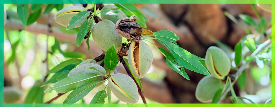 Closeup on almonds in tree