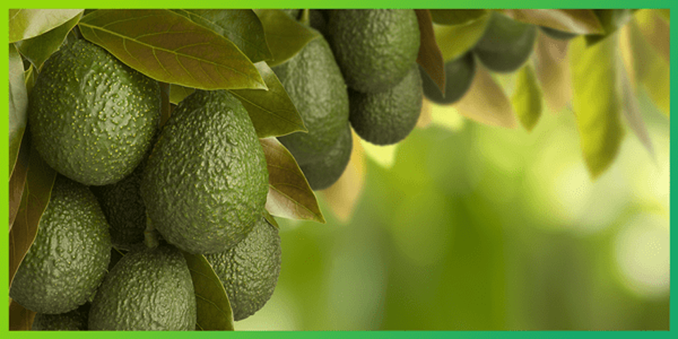 closeup of avocados