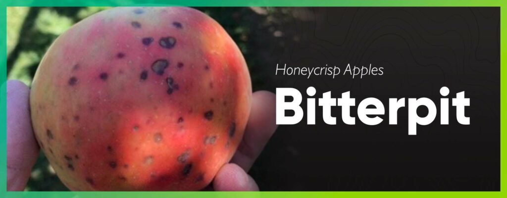 Honeycrisp Apples Bitterpit