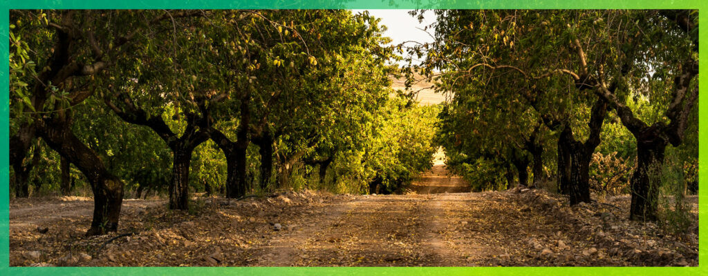 dirt road through orchard grove