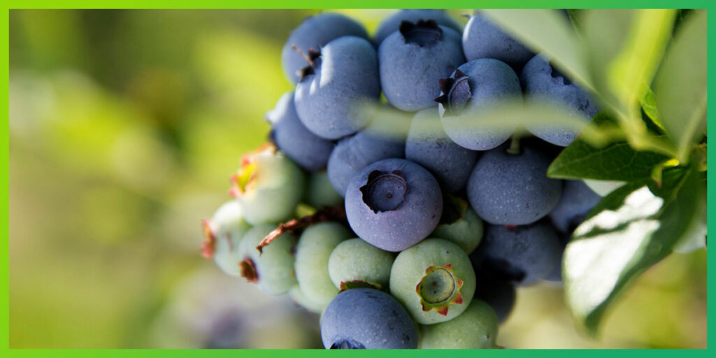 closeup cluster of blueberries