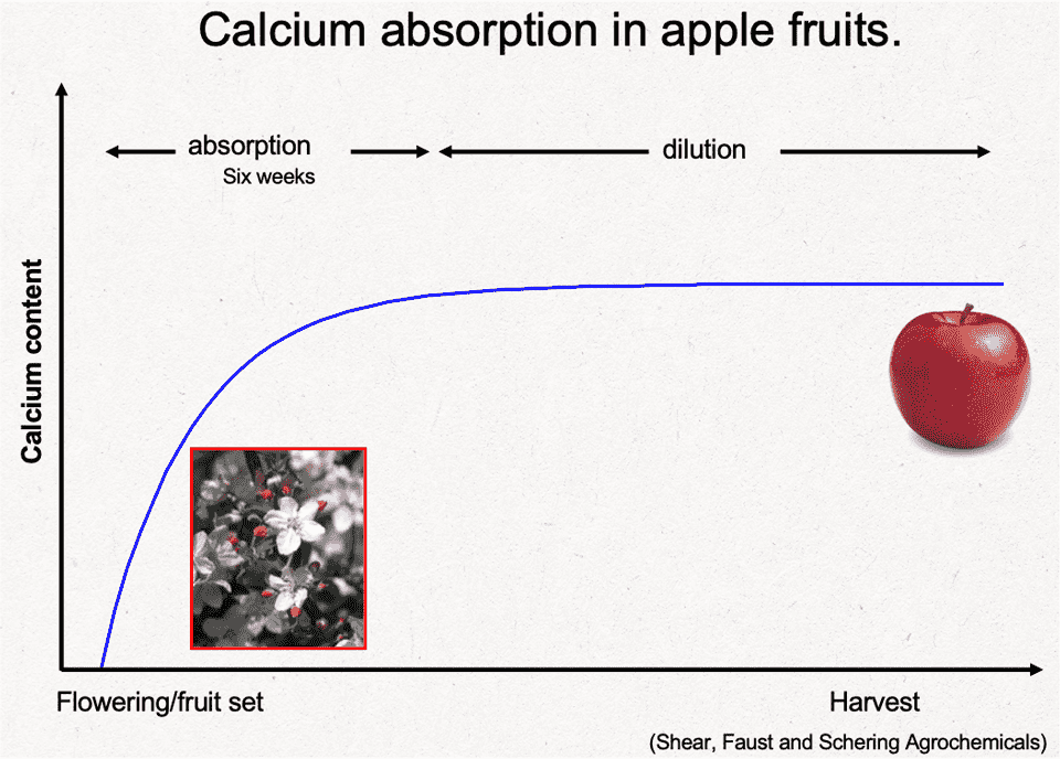 calcium absorption in apple fruits