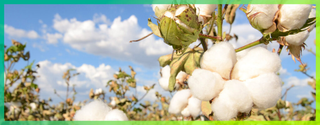 Cotton yields
