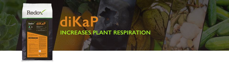 dKaP increases plant respiration