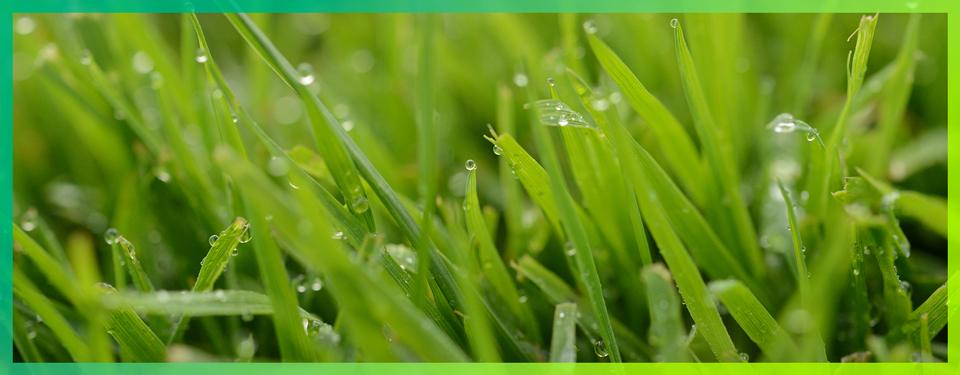 Grass wet with dew