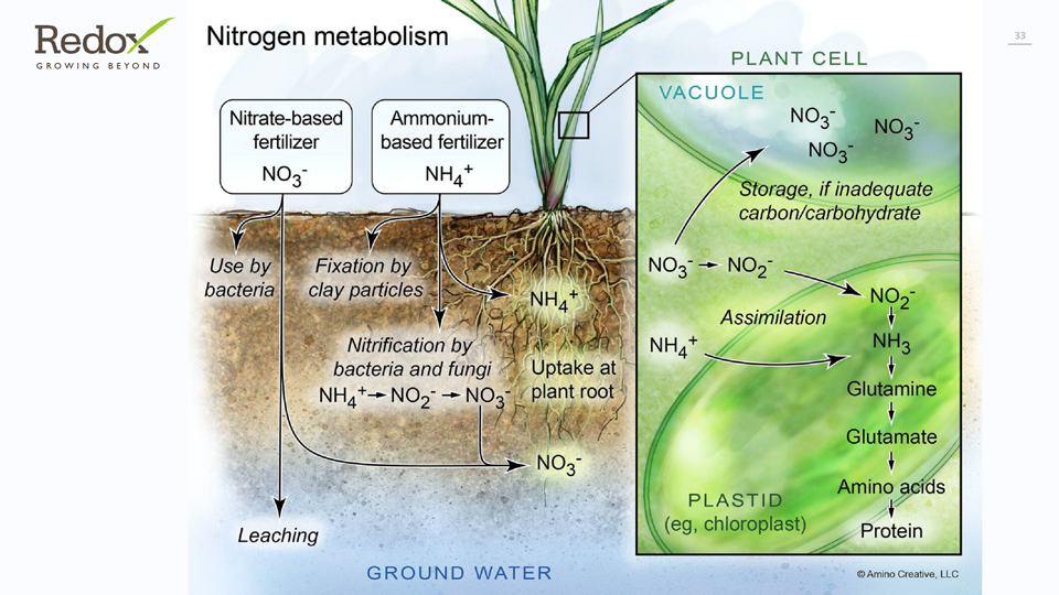 nitrogen metabolism