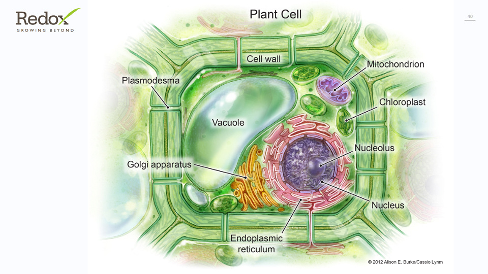 Plant cell illustration