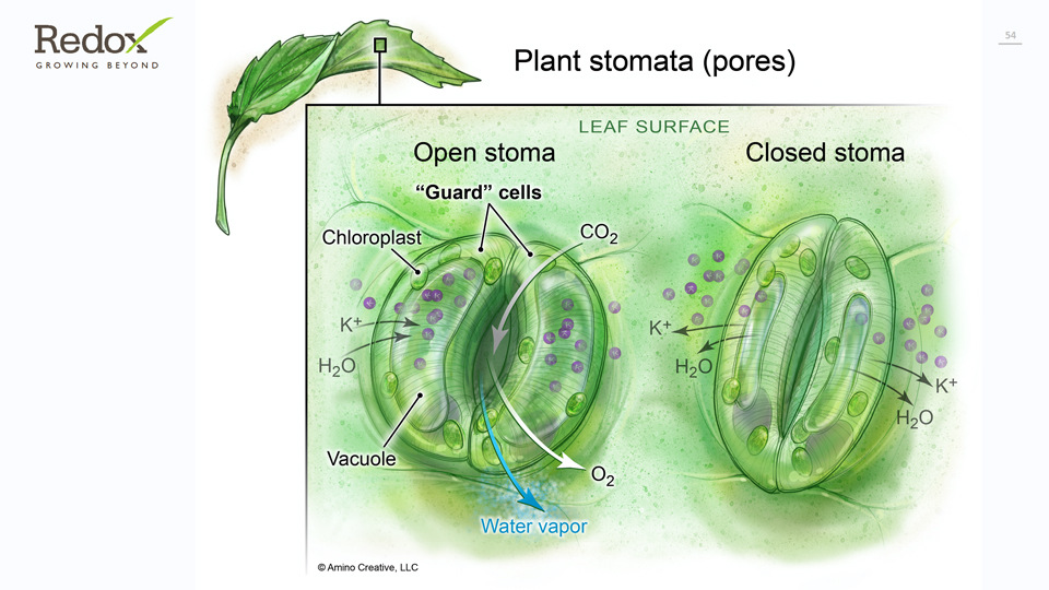 Plant Stomata