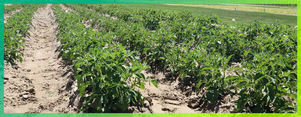 rows of dirt and green crops