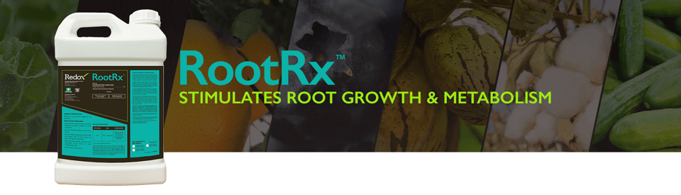 RootRx Stimulates Root Growth & Metabolism