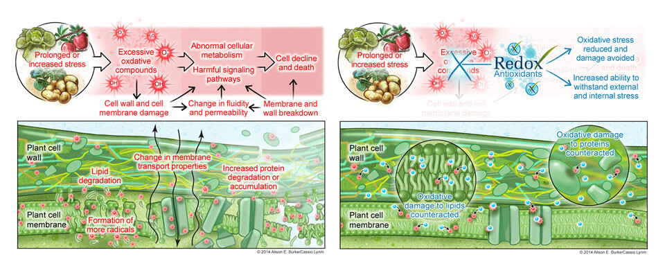 Stress and Antioxidants Graphic