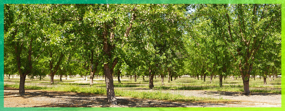 green orchards