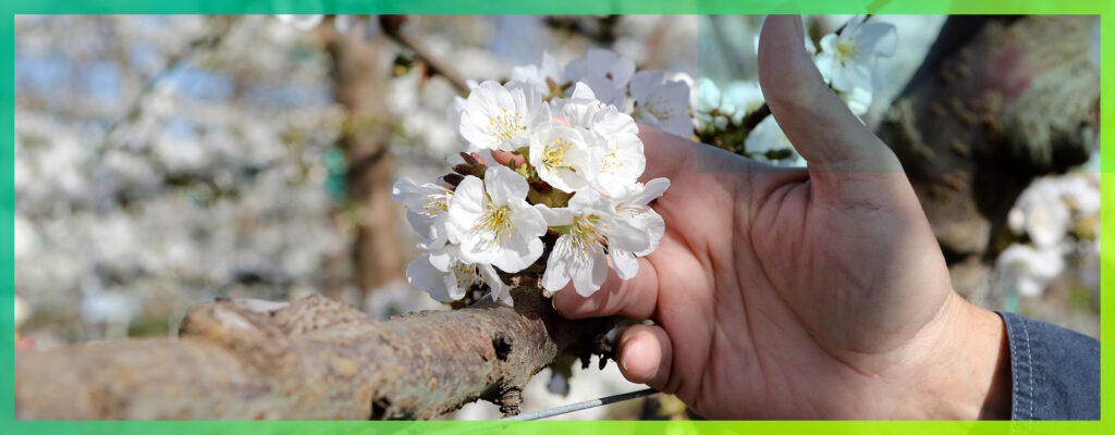 white flowers